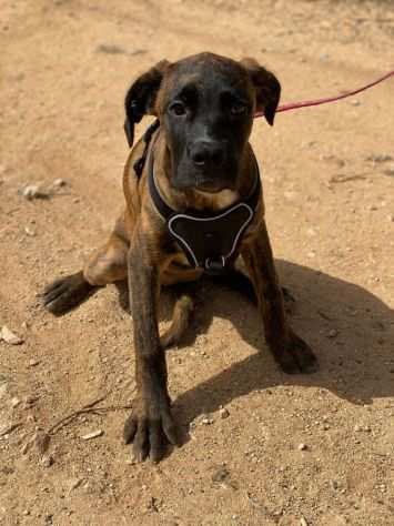 BOXER TIGRATA, SHIVA, 4 MESI ABBANDONATA IN APERTA CAMPAGNA CERCA CASA