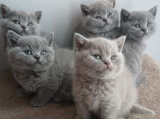 british shorthair blue