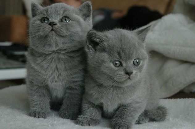 British shorthair Blue