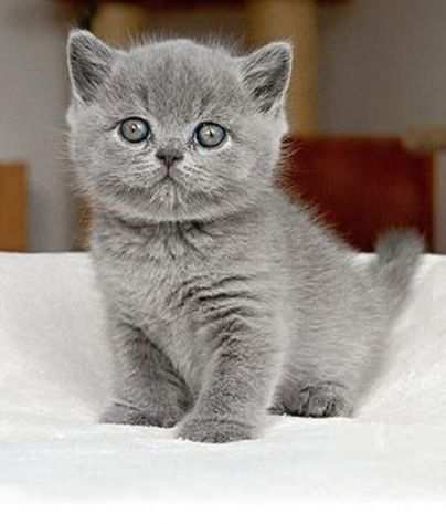 british shorthair blue