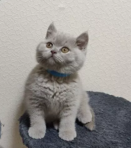 british shorthair blue