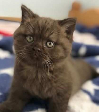 BRITISH SHORTHAIR CHOCO pagamento a rate