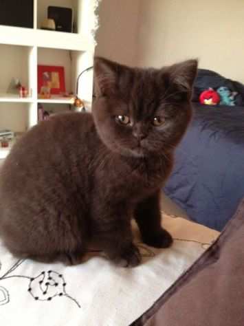 BRITISH SHORTHAIR CHOCO pagamento a rate