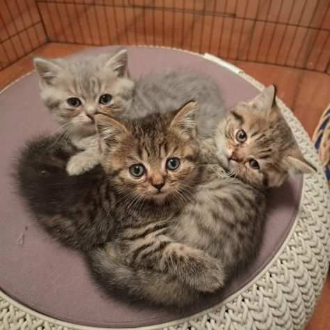 BRITISH SHORTHAIR CUCCIOLI