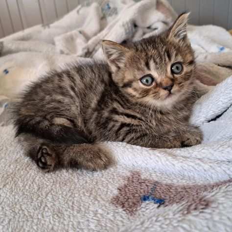 BRITISH SHORTHAIR CUCCIOLI