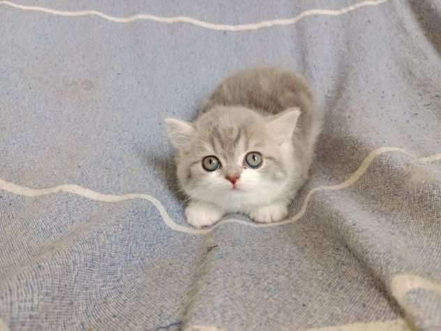 British Shorthair Cuccioli