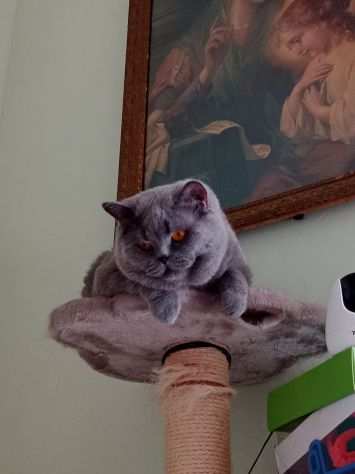 British Shorthair Cuccioli