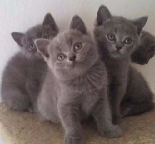 BRITISH SHORTHAIR CUCCIOLI BLU