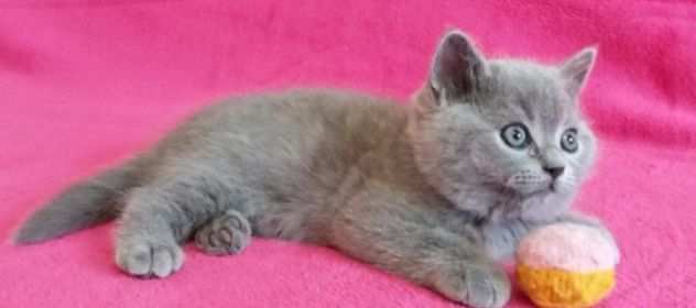 British shorthair cuccioli blu disponibili