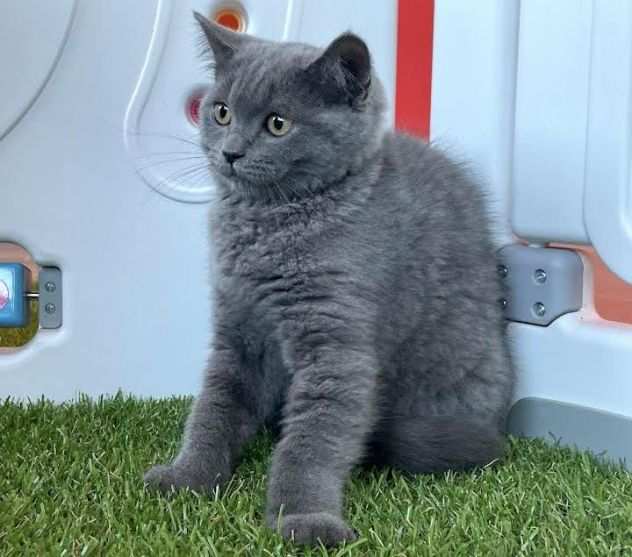 British shorthair cuccioli blu disponibili