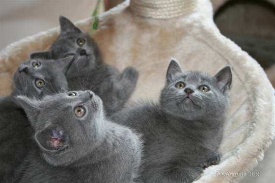 British shorthair cuccioli blu disponibili