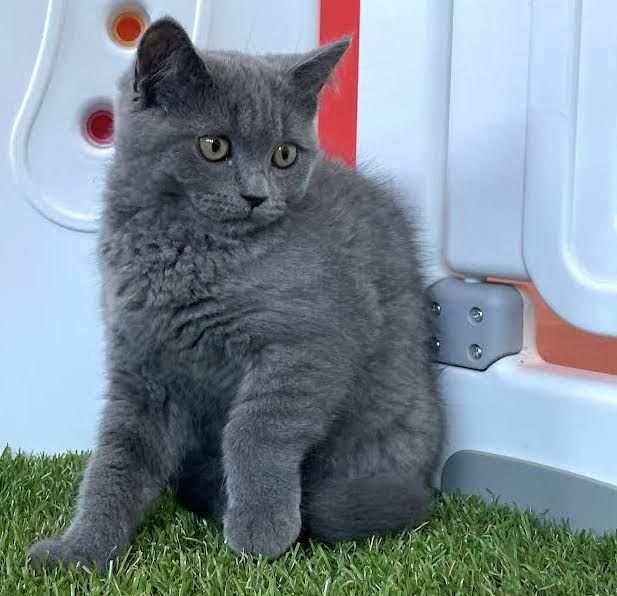 British shorthair cuccioli blu disponibili