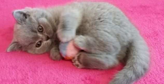 British shorthair cuccioli blu disponibili