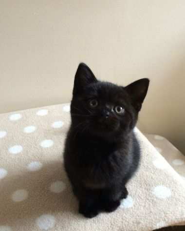 British shorthair cuccioli Choco neri