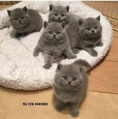 British shorthair cuccioli da 70euro mese