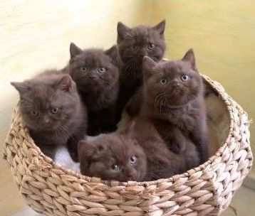 British shorthair cuccioli disponibili