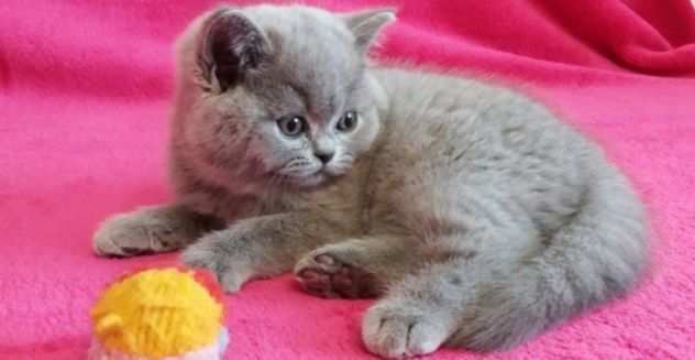 British shorthair cuccioli disponibili