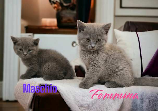 british shorthair pagamento rateizzabile