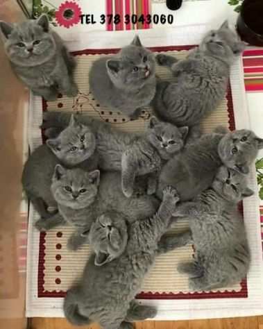 BRITISH SHORTHAIR PAGAMENTO RATEIZZABILE