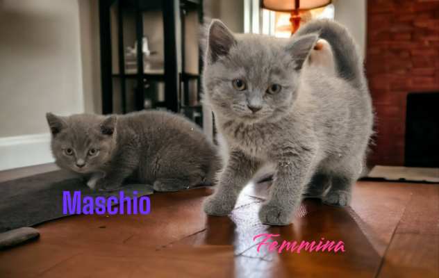 british shorthair pagamento rateizzabile