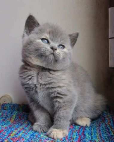 BRITISH SHORTHAIR pagamento rateizzabile