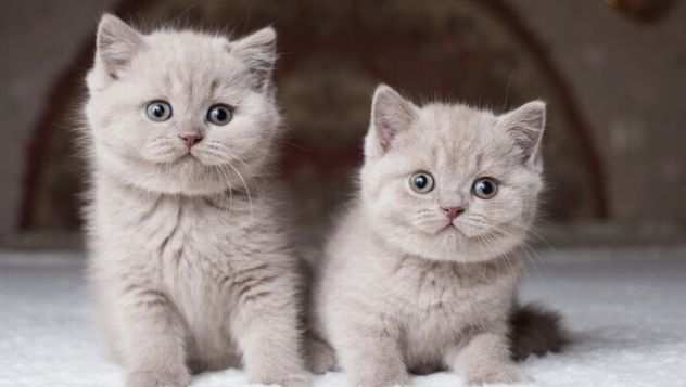 BRITISH SHORTHAIR pagamento rateizzabile