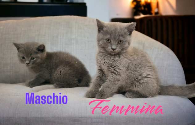 british shorthair pagamento rateizzabile