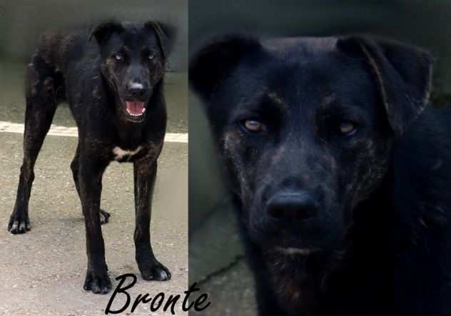 Bronte, un cane molto bello, arrivato in canile da cucciolino