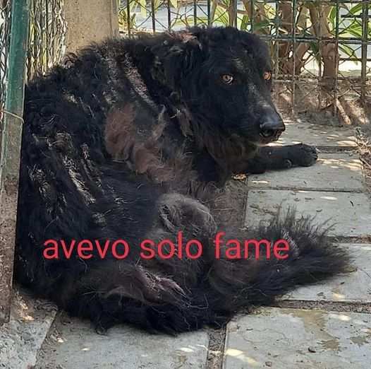 Bruto merita una famiglia