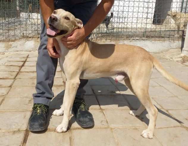 BRUZIO 2 ANNI SIMIL LABRADOR 25 KG