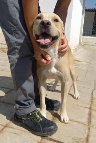 BRUZIO 2 ANNI SIMIL LABRADOR 25 KG