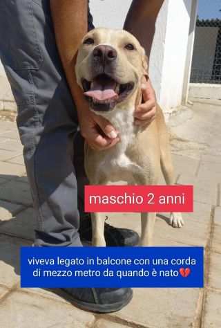 BRUZIO 2 ANNI SIMIL LABRADOR 25 KG