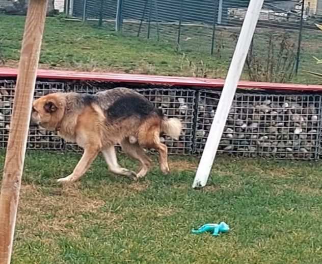 BUBU adozione del cuore per un cane giocoso