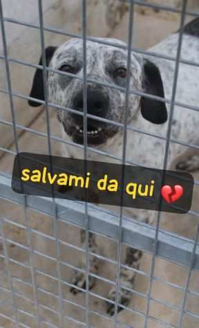 BUCANIERE 4 ANNI TAGLIA GRANDE