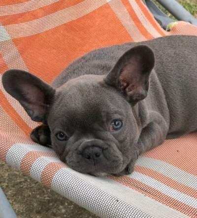 Bulldog - Bouledogue Francese blu da 80 euro mese