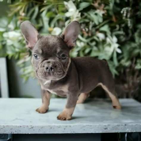 Bulldog - Bouledogue Francese blu e tan da 80 euro mese