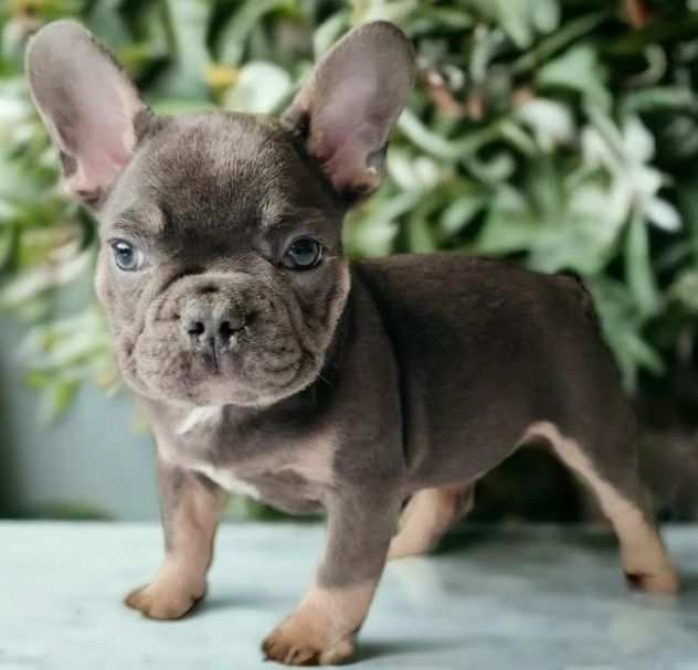 Bulldog - Bouledogue Francese blu e tan da 80 euro mese