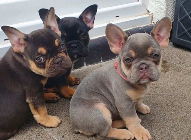 Bulldog - Bouledogue Francese cuccioli da 80 euro mese