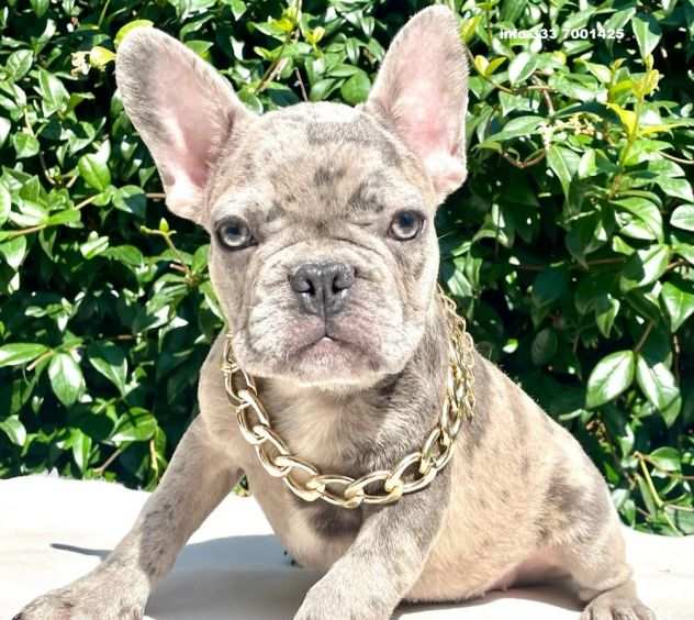 Bulldog - Bouledogue Francese merle da 90 euro mese