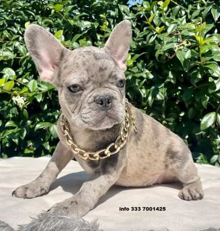 Bulldog - Bouledogue Francese merle da 90 euro mese