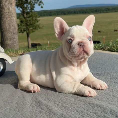 Bulldog - Bouledogue Francese platinum da 80 euro mese