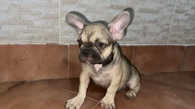 Bulldog francese