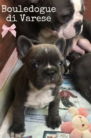 Bulldog francese Blue femmine