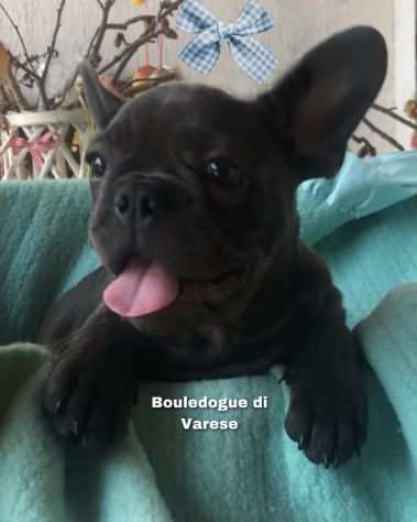 Bulldog francese Bouledogue