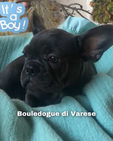 Bulldog francese Bouledogue