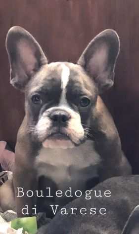 Bulldog francese Bouledogue