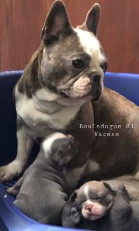 Bulldog francese Bouledogue