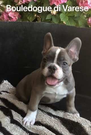 Bulldog francese Bouledogue