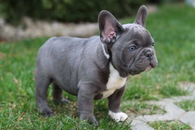 BULLDOG FRANCESE- BOULEDOGUE- PAGAMENTO RATEIZZABILE