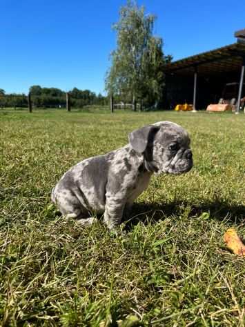 bulldog francese esotico